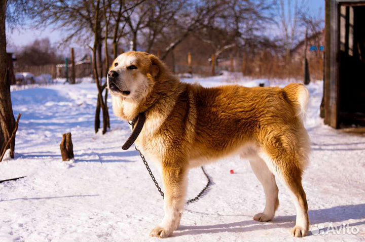 Инструктор по вязке собак