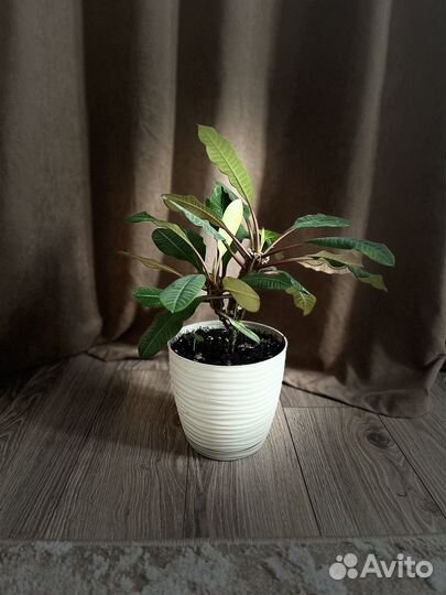 Цветы домашние в горшках разные