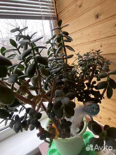 Толстянка денежное дерево