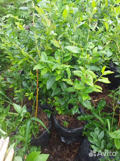 Саженцы голубики 13сортов (ягоды,джем), Сера