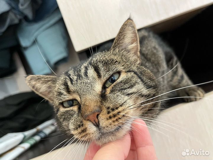 Тигр ласковый и ничей