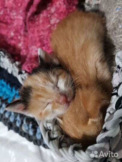 Рыжий котёнок ищет родителей