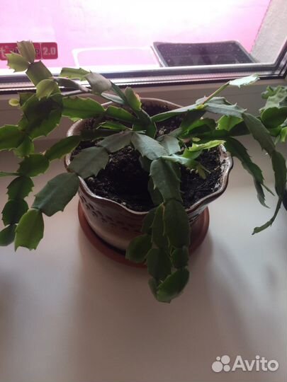 Комнатные растения цветы