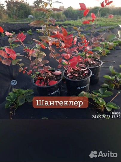 Голубика садовая саженцы