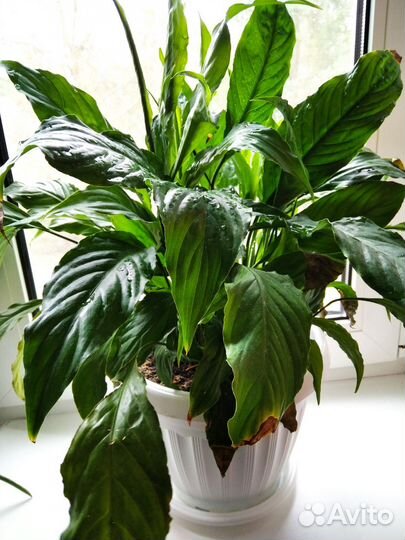 Спатифиллум