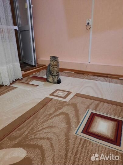 Кот в добрые руки, вислоухий шотландец