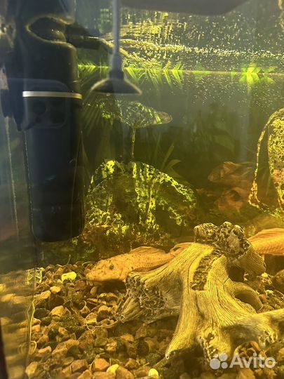 Аквариум с рыбами