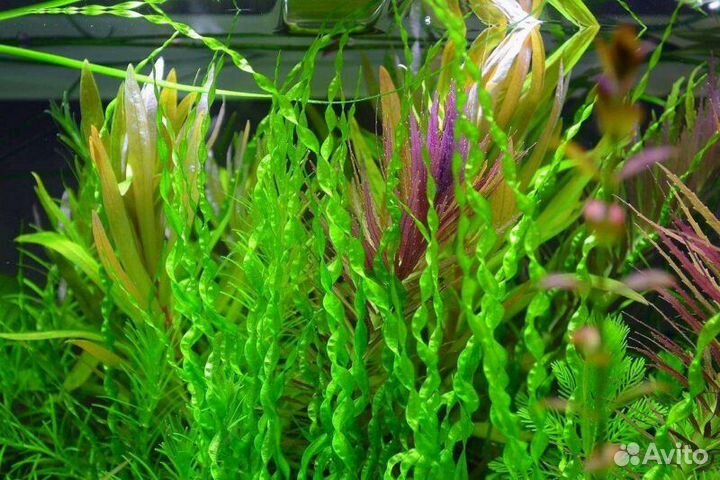 Эхинодорусы Hadi Red Pearl, Tropica, Ozelot