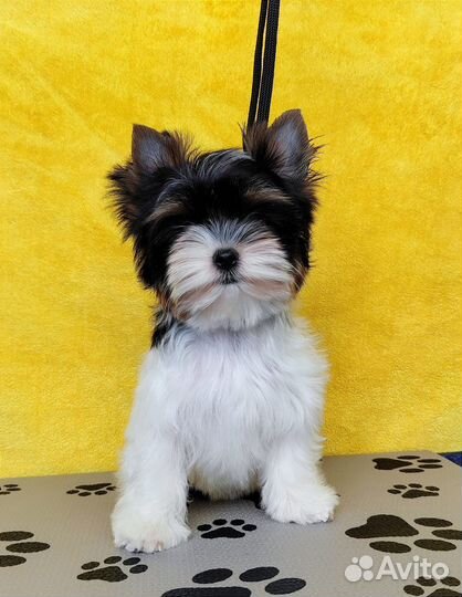 Бивер йорк мини девочка