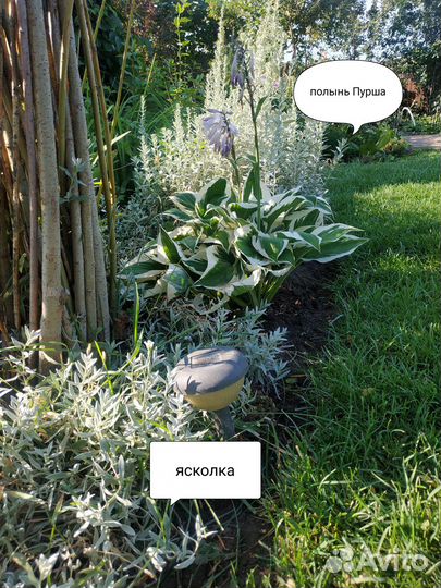 Цветы, серебристые растения: полынь, ясколка