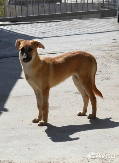 Хотим домой