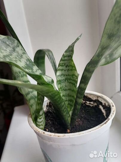 Сансевиерия