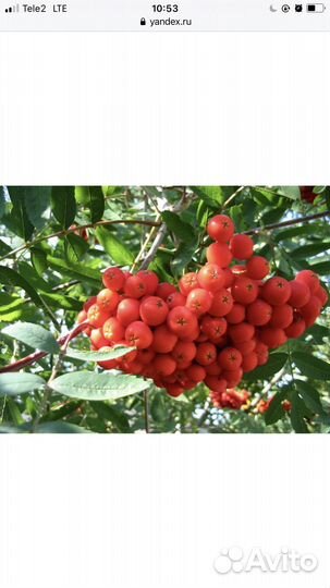 Рябина красная из питомника