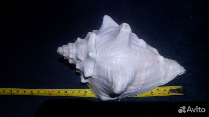 Коралл и раковины для аквариума или интерьера