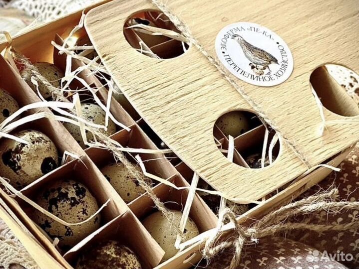 Домашнее суточное яйцо перепела