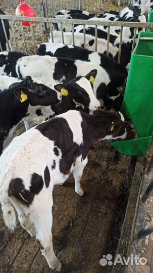 Телята мясной породы бычки