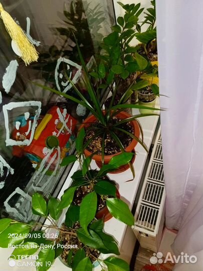 Комнатные растения цветы