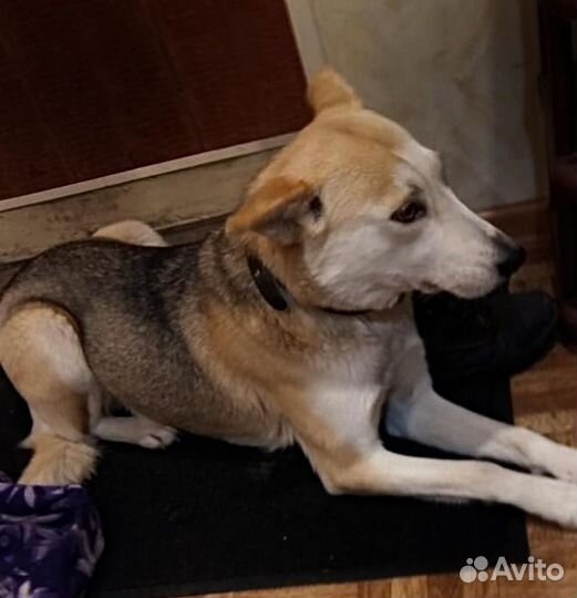 В самые добрые руки