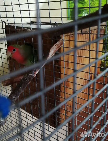 Гнездо для попугаев