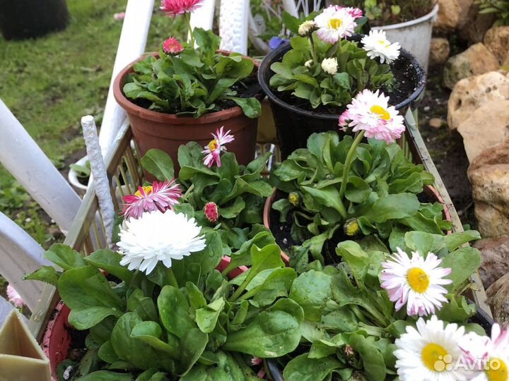 Многолетние цветы: хоста, астильба, маргаритки