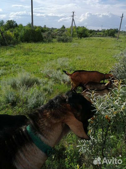 Козы, козлята