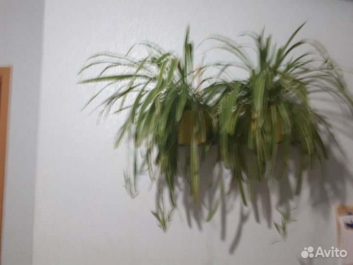 Домашние цветы