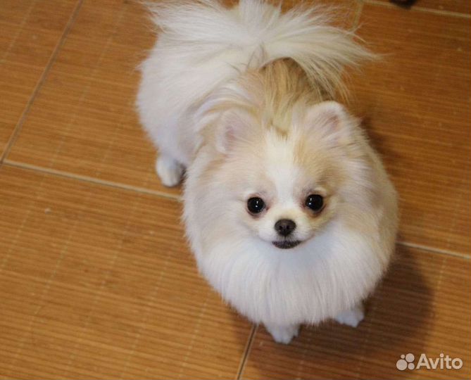 Супер девочка померанский шпиц мини