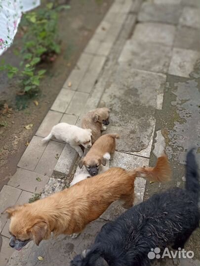 Собаки бесплатно в добрые руки щенки
