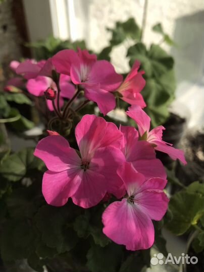 Пеларгония герань