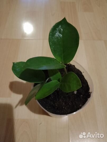 Замиокулькас(долларовое дерево.)