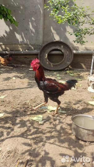 Бойцовые петух