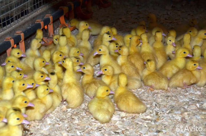 Цыплята