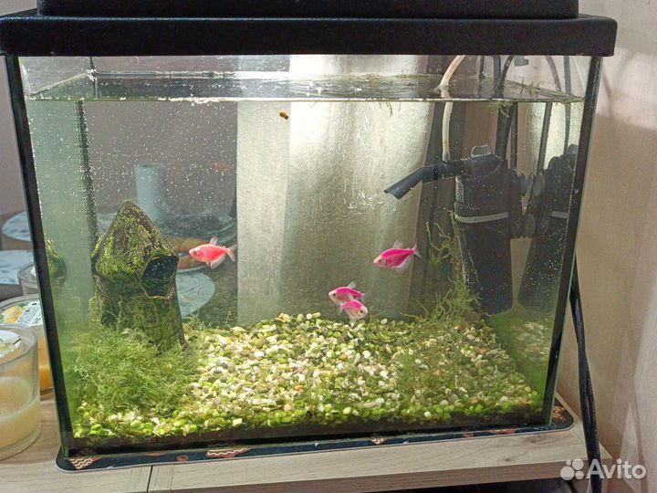 Аквариум со всем содержимым