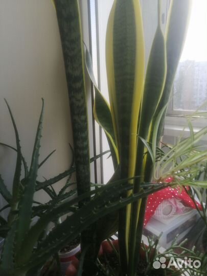 Сансевиерия