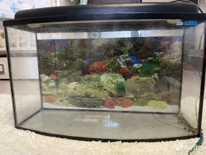 Аквариум, фильтр для аквариума