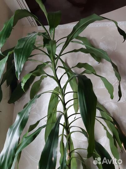 Комнатные цветы драцена