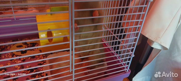 Крыски с клеткой