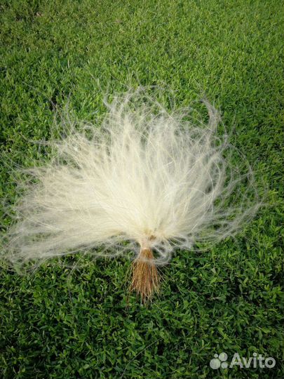 Сухоцветы для творчества и декора