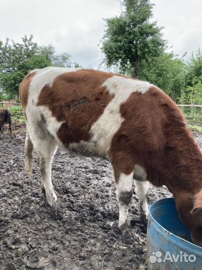 Продаются телки