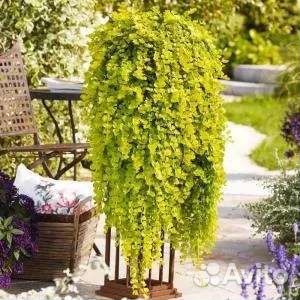 Вербейник монетчатый