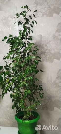 Комнатные растения