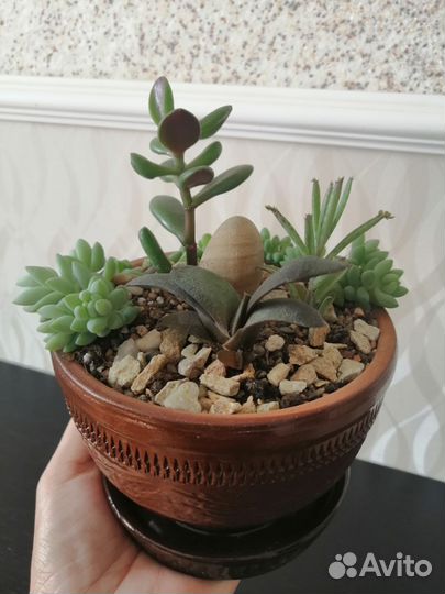 Минисадик суккуленты
