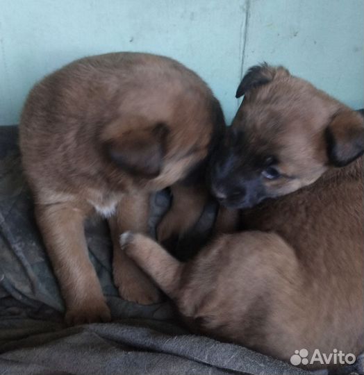 Щенок в добрые руки бесплатно, мальчик и девочка