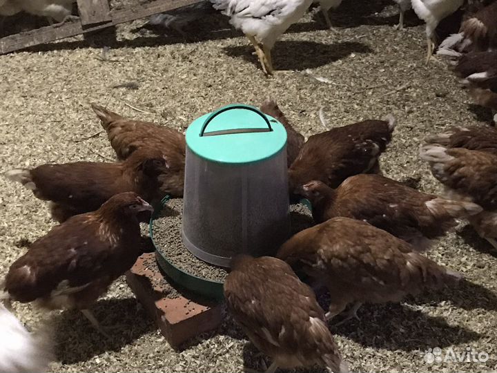 Куры несушки молодки