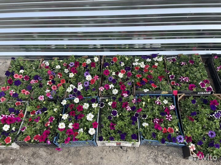 Продажа однолетних и многолетних цветов