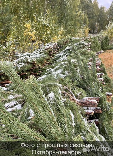 Елка сентябрьская рождественская оптом