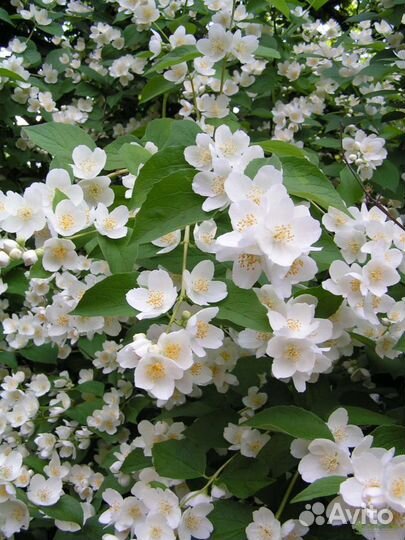 Растения для дачи