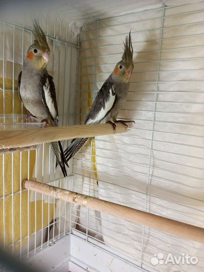 Попугай корелла, птенцы от 2-х месяцев,мальчишки