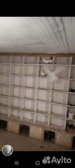 Николаевские голуби, палет бабочка