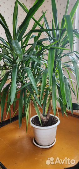 Пальма Юкка. Торг